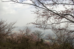 大山里的樱花