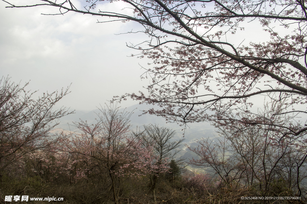 大山里的樱花