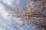 山樱花