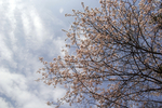 樱花枝