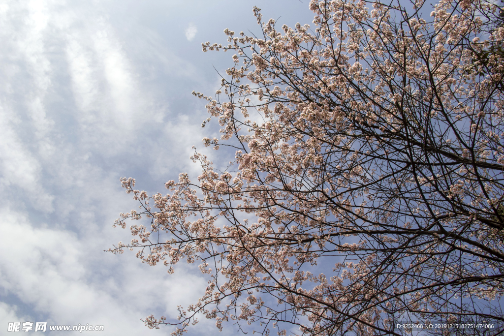 樱花枝