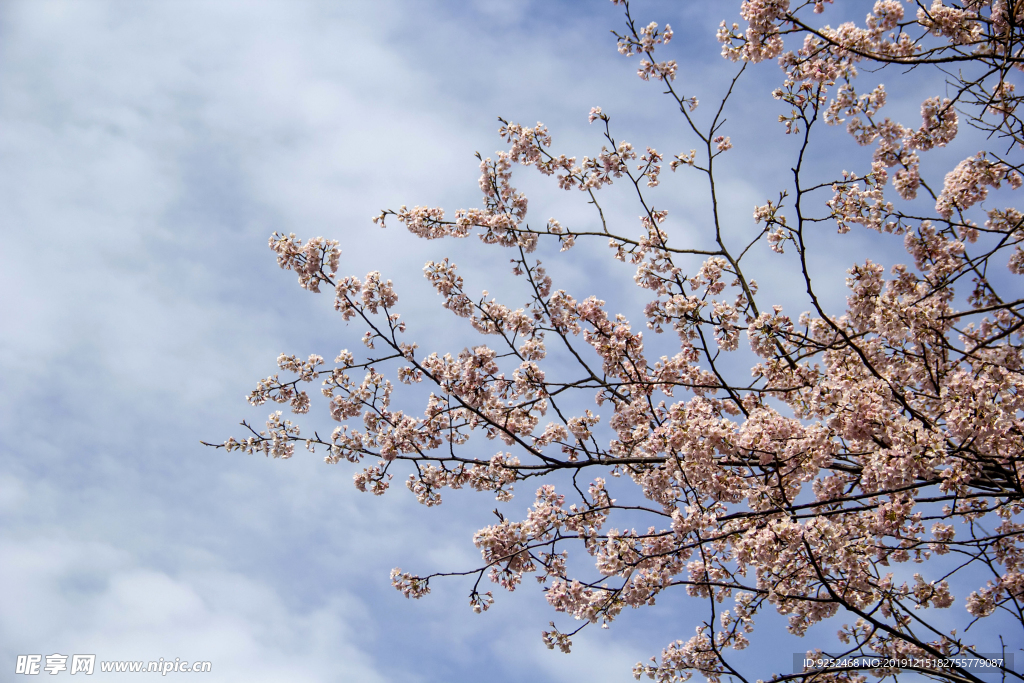 樱花枝