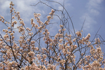 山樱花