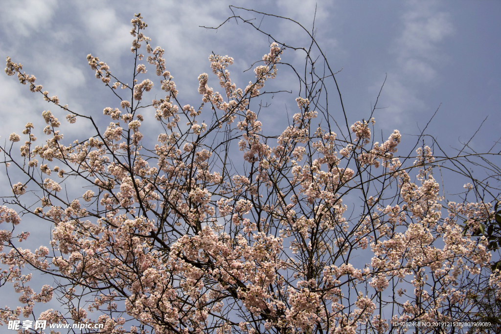 樱花