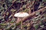 野生的蘑菇