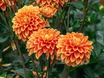 大丽花