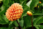 大丽花