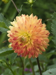 大丽花