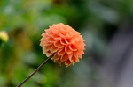 大丽花