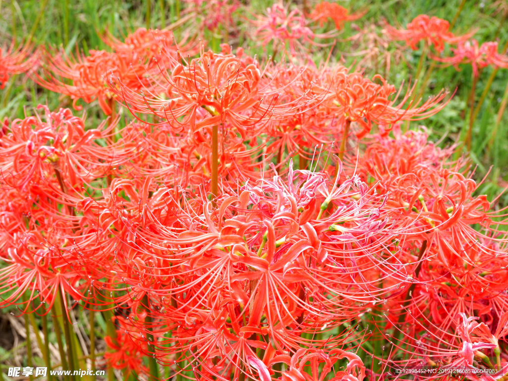 朱顶红鲜花