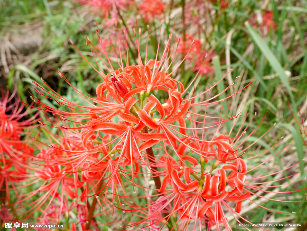 朱顶红鲜花