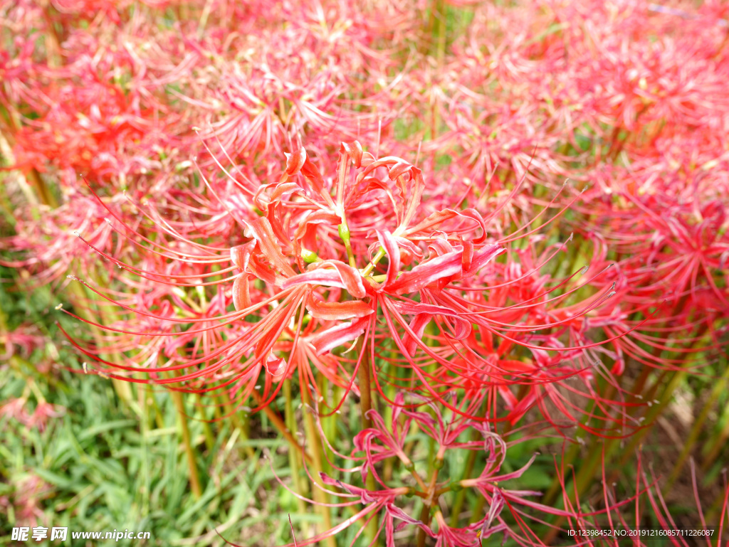 朱顶红鲜花