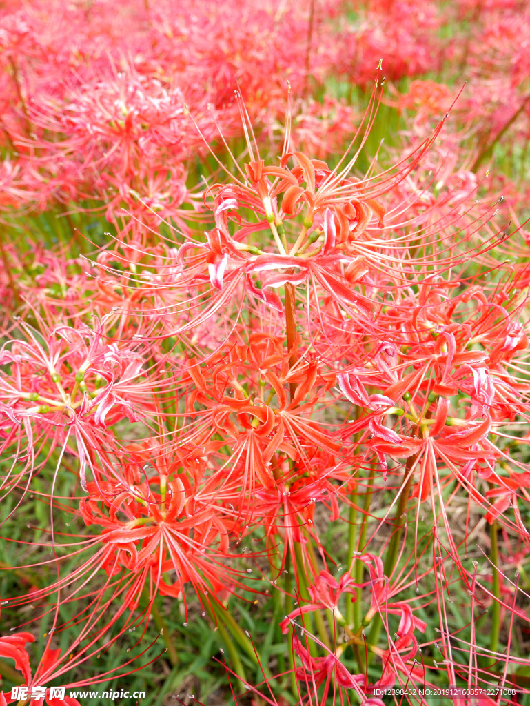 朱顶红鲜花
