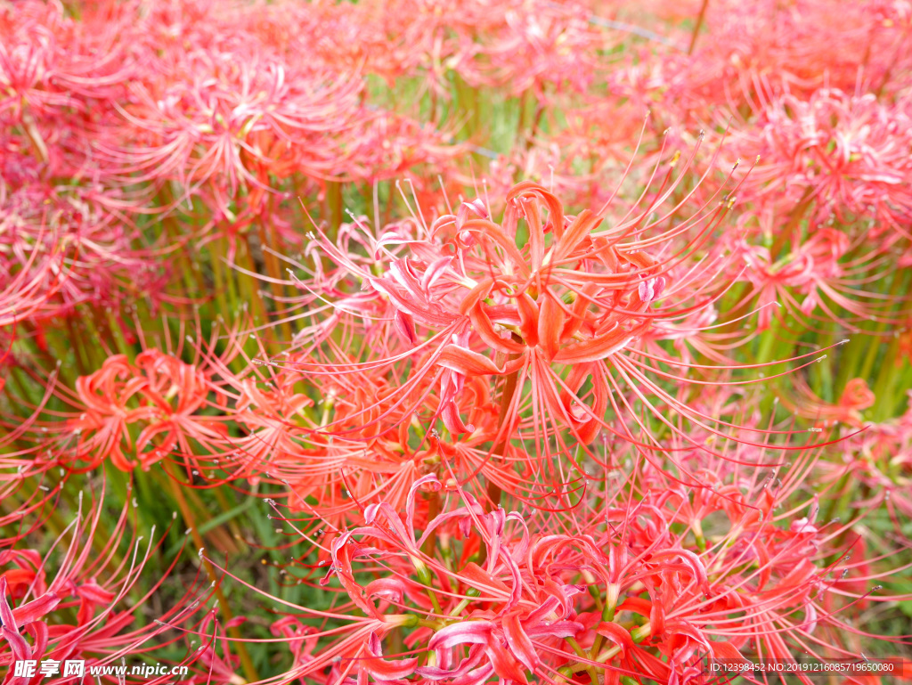 朱顶红鲜花