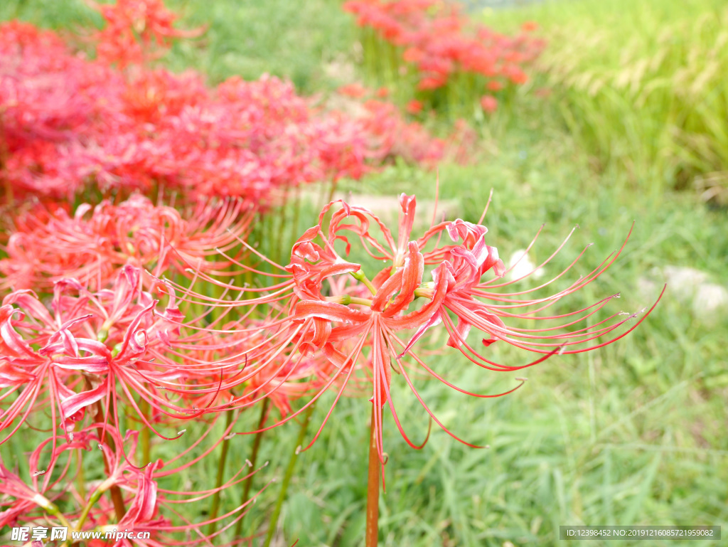 朱顶红鲜花