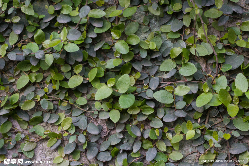 爬藤植物