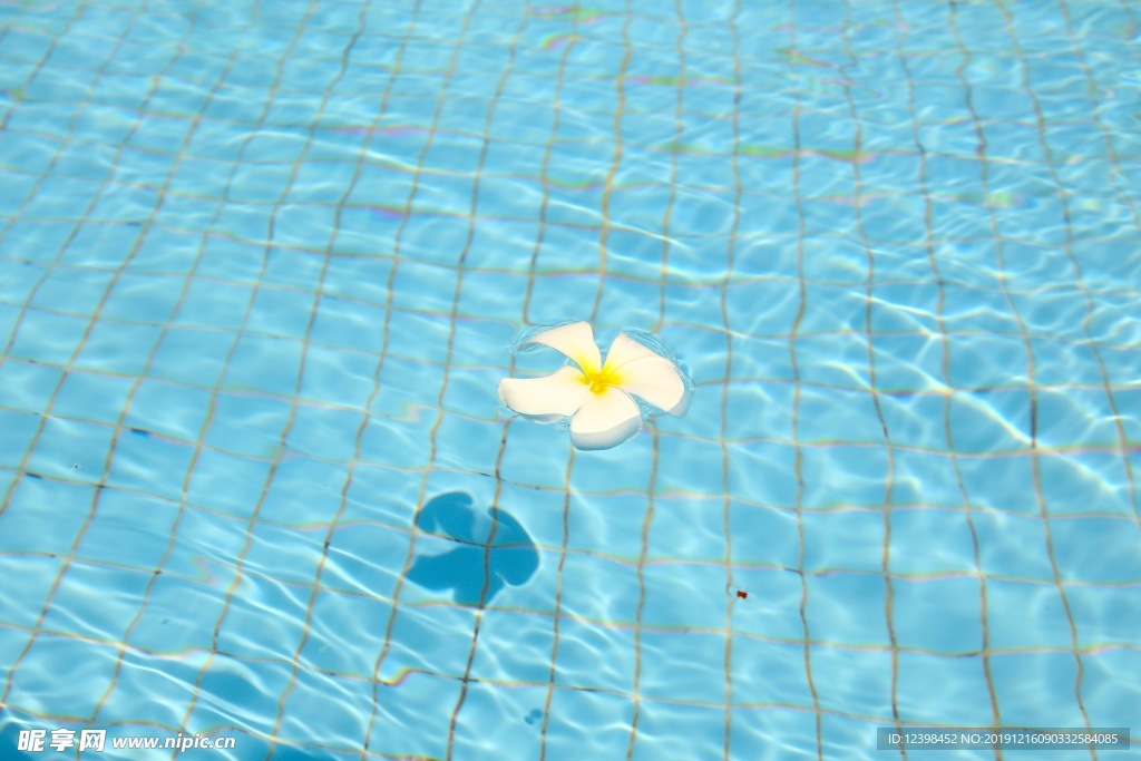 水中的鸡蛋花