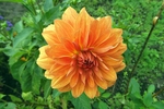 大丽花