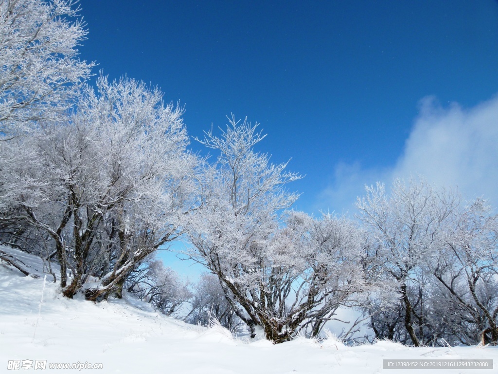 冰雪中的树木