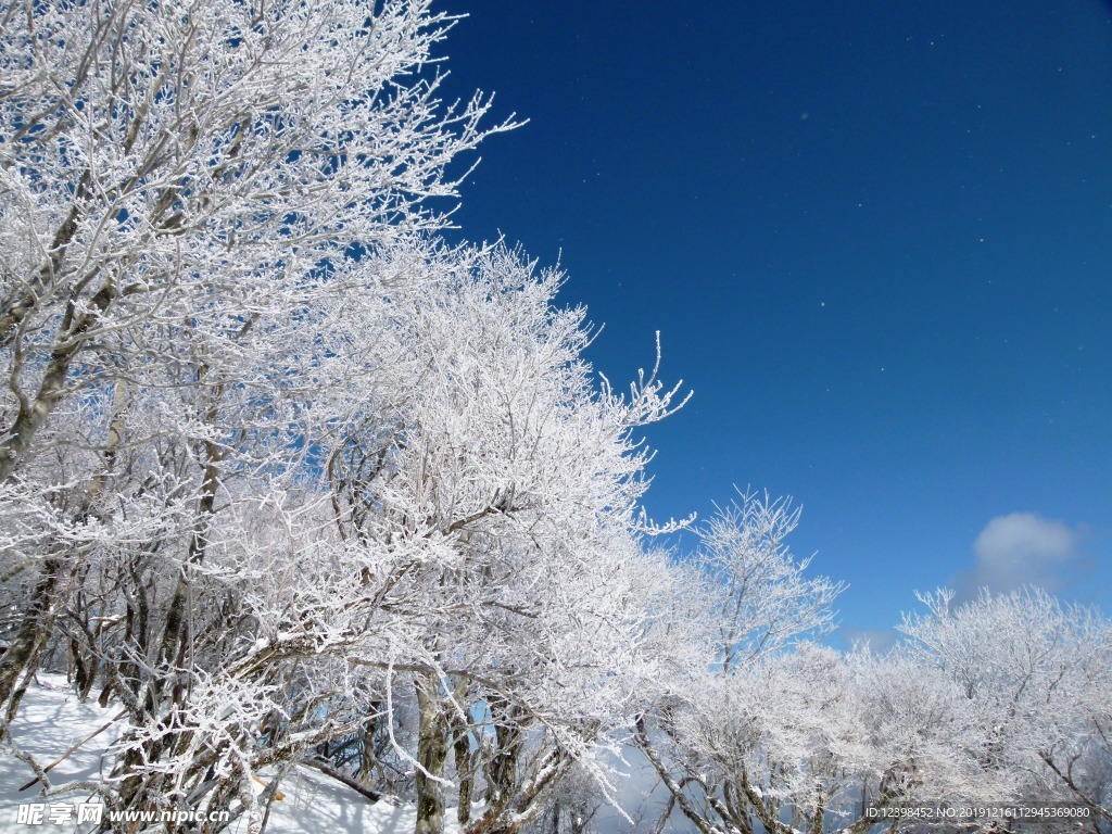 冰雪中的树木