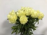 芍药花
