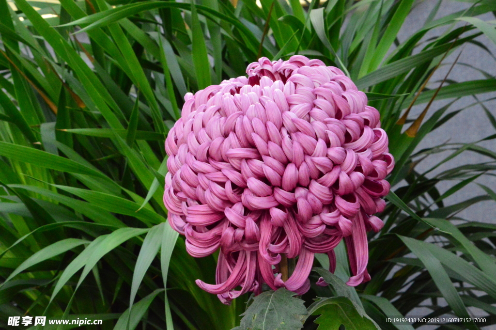 菊花