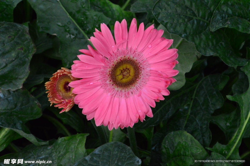 非洲菊