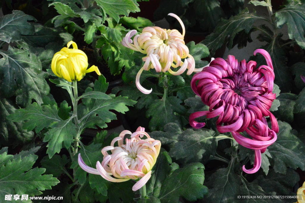 菊花