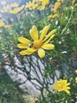 蜜蜂和黄金菊