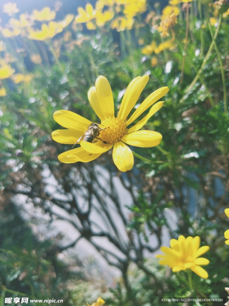 蜜蜂和黄金菊