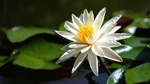 水莲花