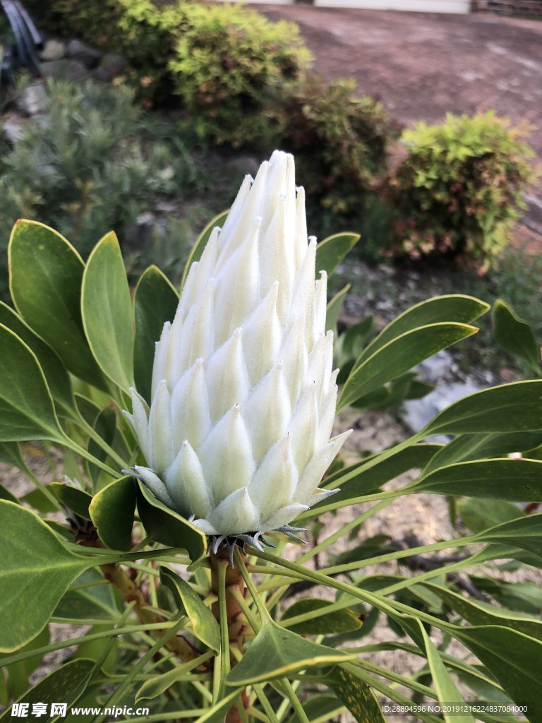 植物艾幕角花