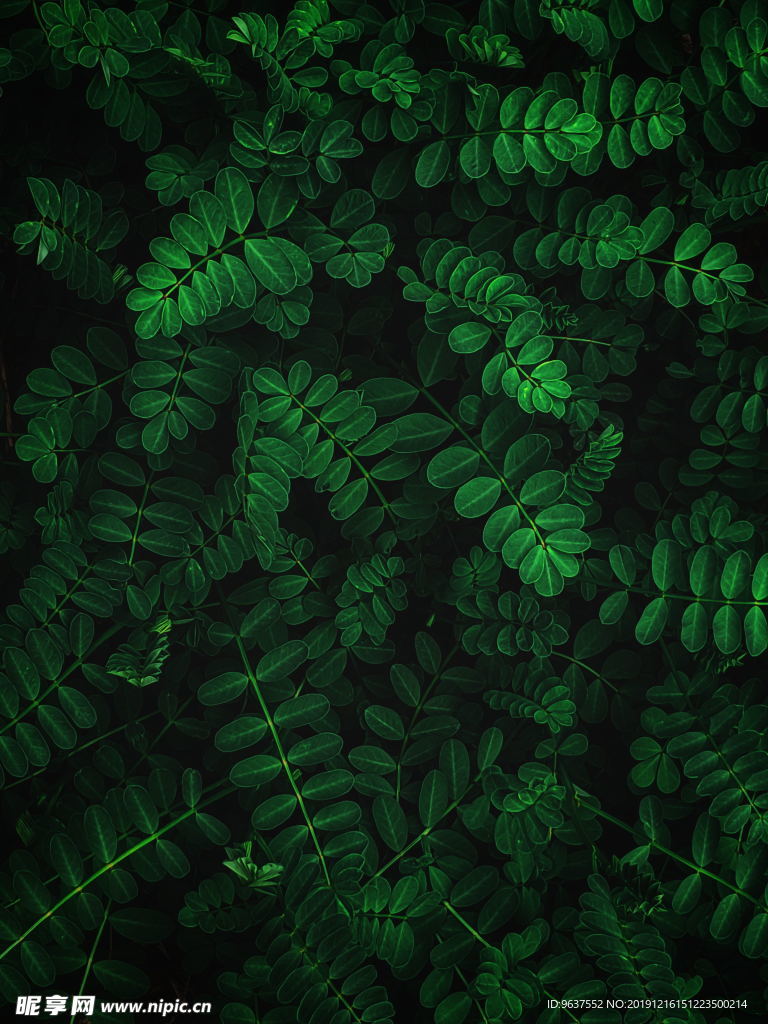植物