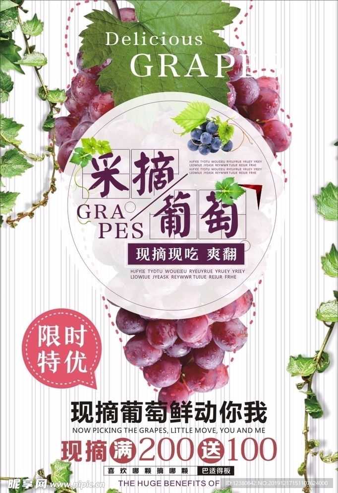 葡萄采摘
