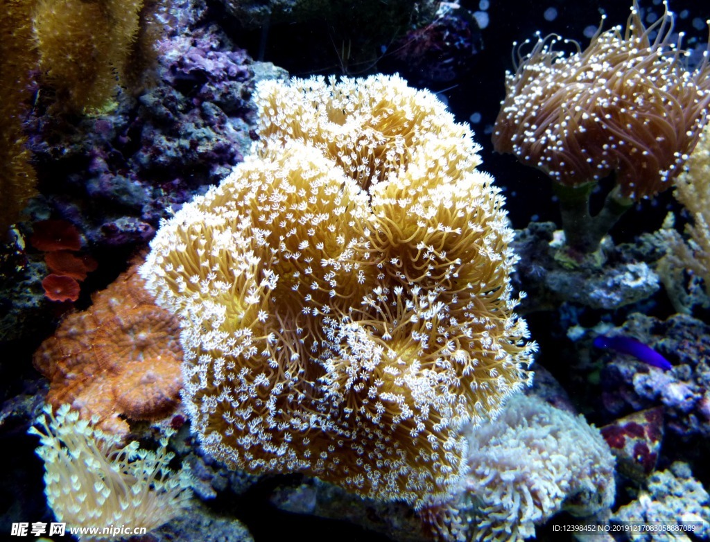 海底的珊瑚礁