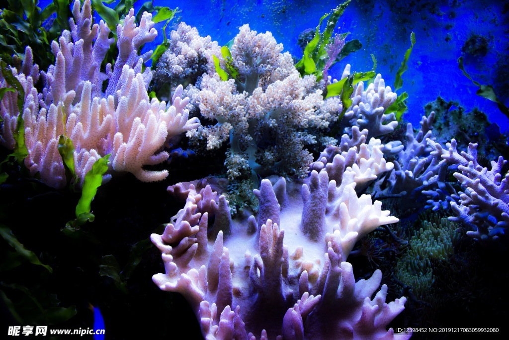 海底的珊瑚礁