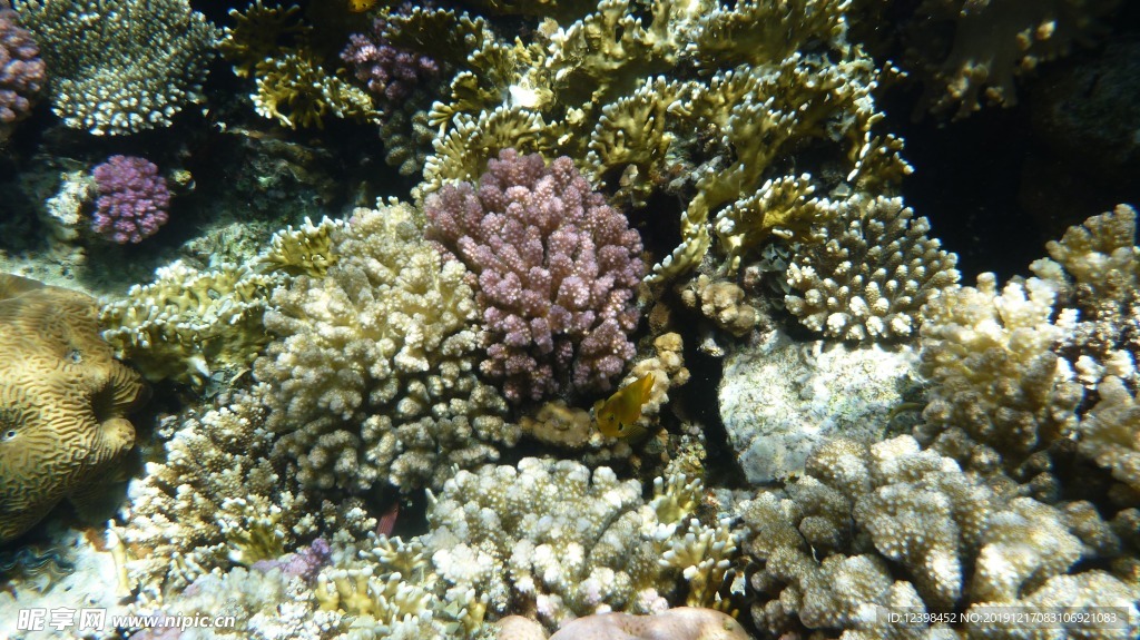 海底的珊瑚礁