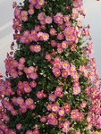 小菊花