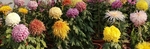 菊花展