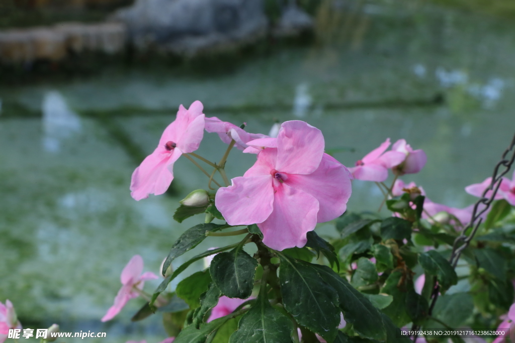 凤仙花