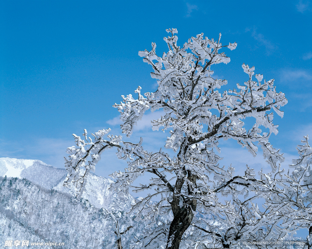 雪树