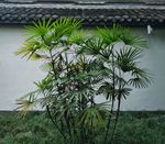 棕竹 观音竹 筋头竹  白墙