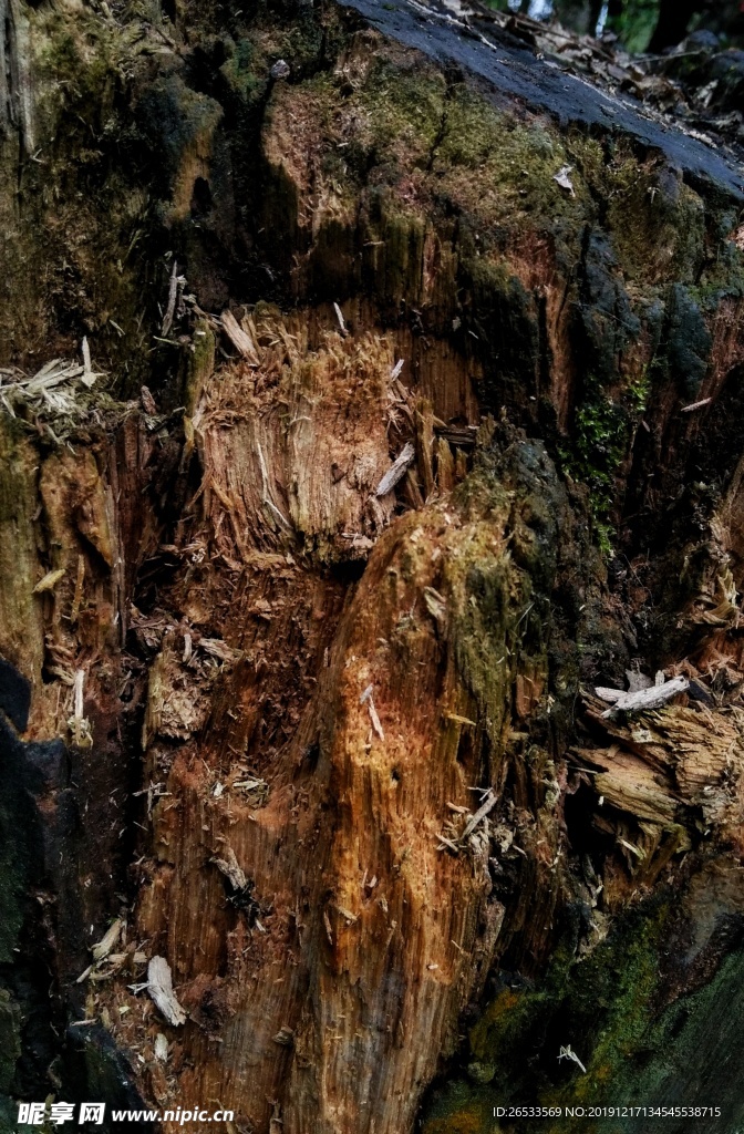 木材 木 树 树桩 劈开的树根