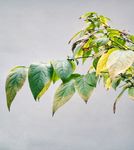 腊梅树叶 叶子 绿叶白墙