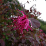 雨后的花朵 红花檵木