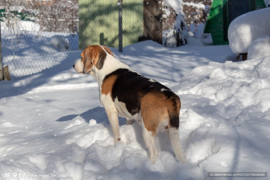 雪地狗