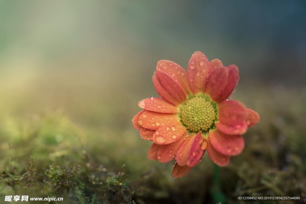 非洲菊