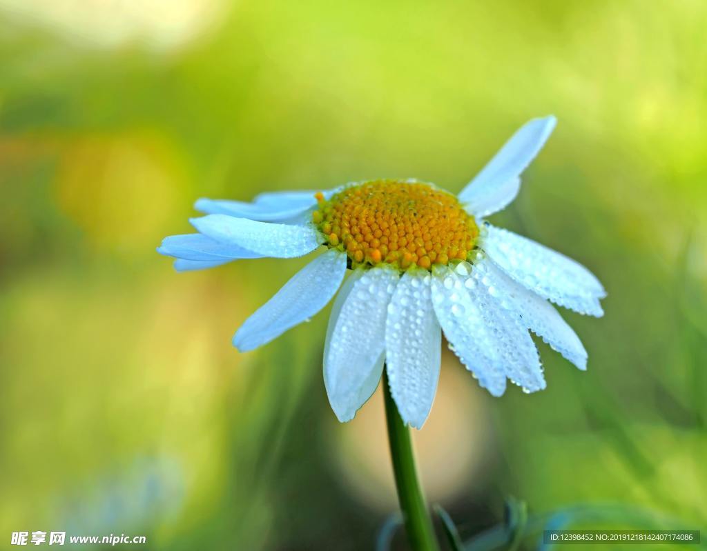 小白花