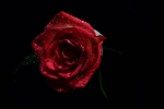 玫瑰花