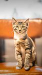 小猫